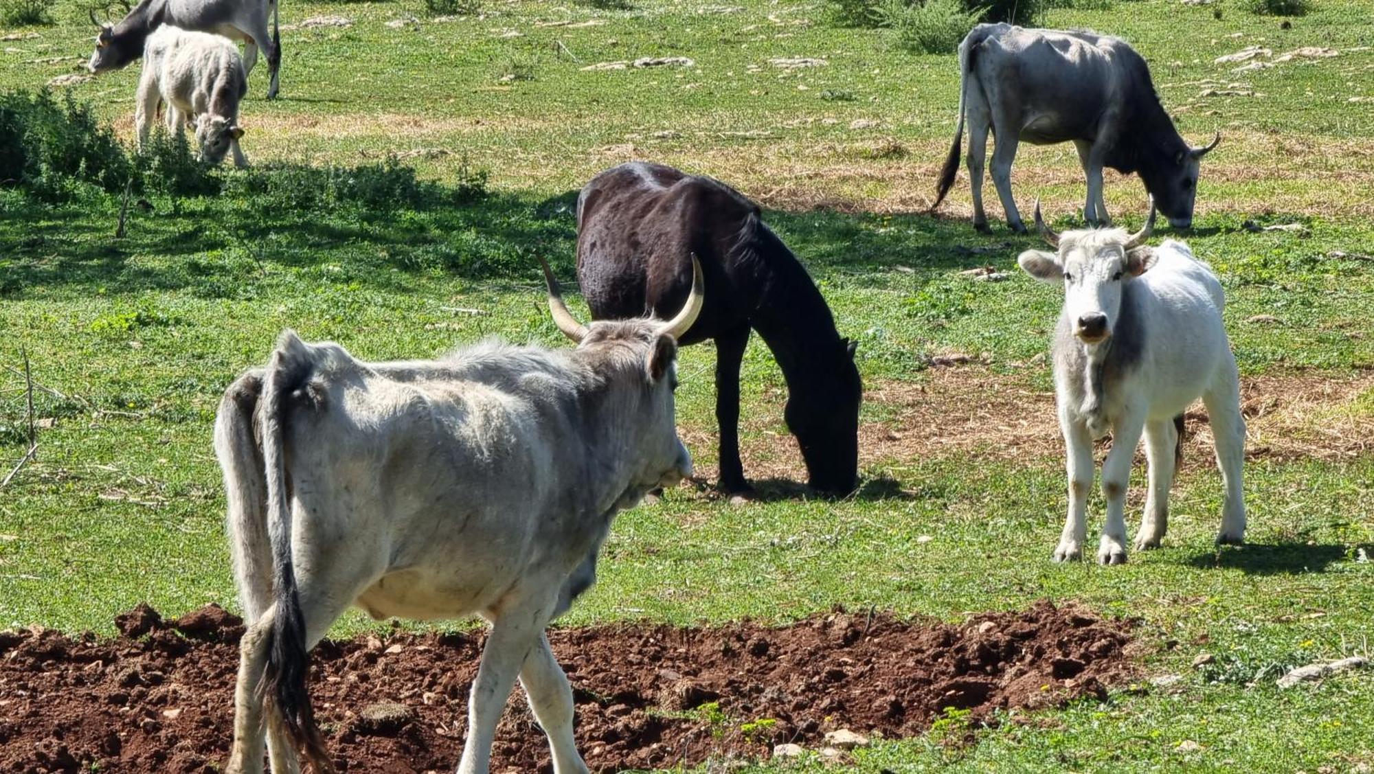Agriturismo Iazzo Scagno Martina Franca Bagian luar foto
