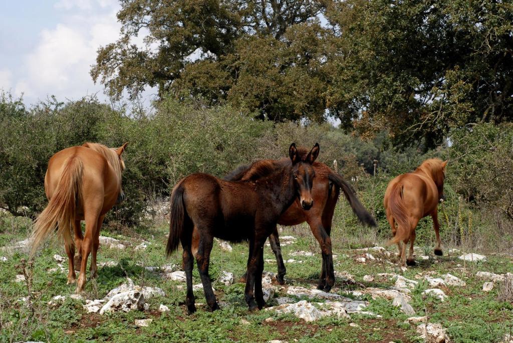 Agriturismo Iazzo Scagno Martina Franca Bagian luar foto